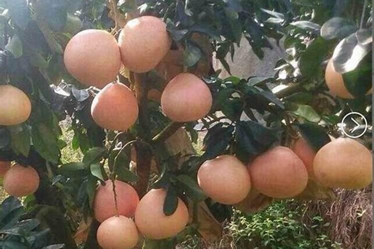 红蜜柚施什么肥最好