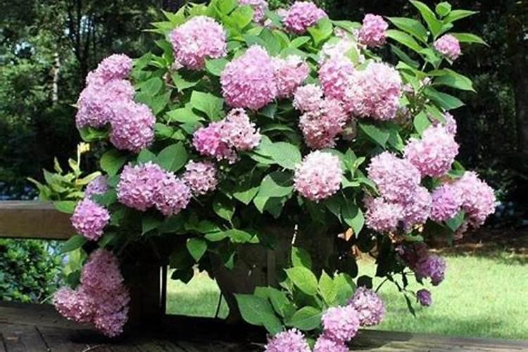 小麦反青水什莫时候浇最好