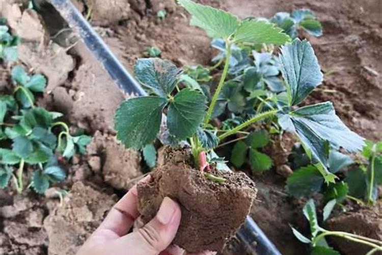 整肠生 阿莫西林 能同时服用吗？