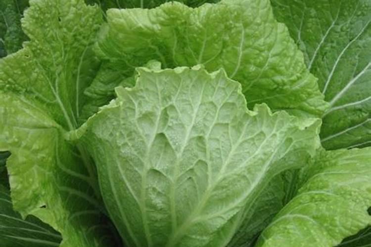 0.004羟基芸苔素田菜幼苗喷雾亩用量多少克