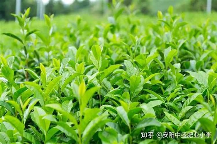 给茶树施什么肥