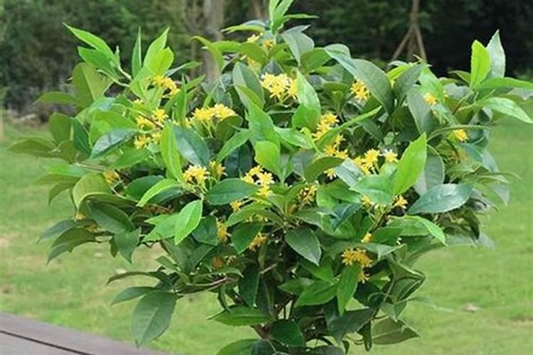 旱直播水稻怎样施肥