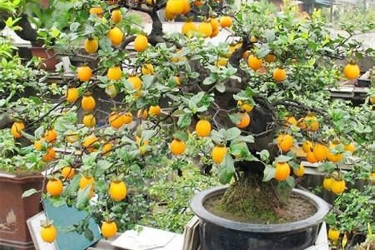 种青菜用什么肥料好