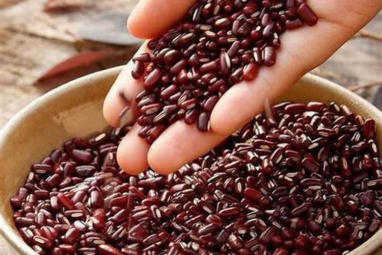 红豆种在土里几天能发芽