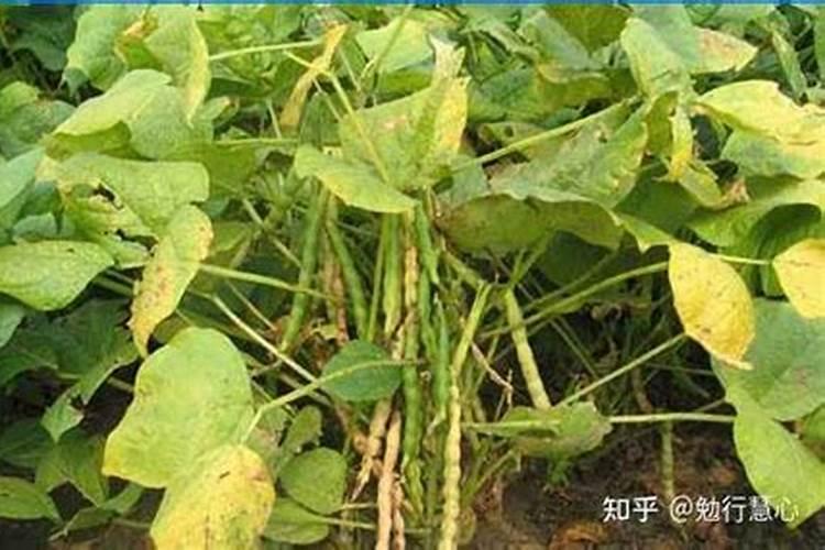 水培红豆的养护方法