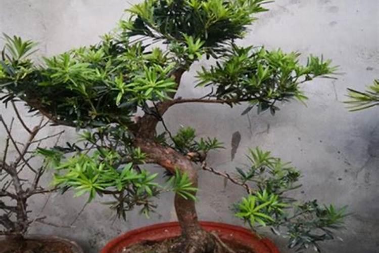 罗汉松种植的正确方法
