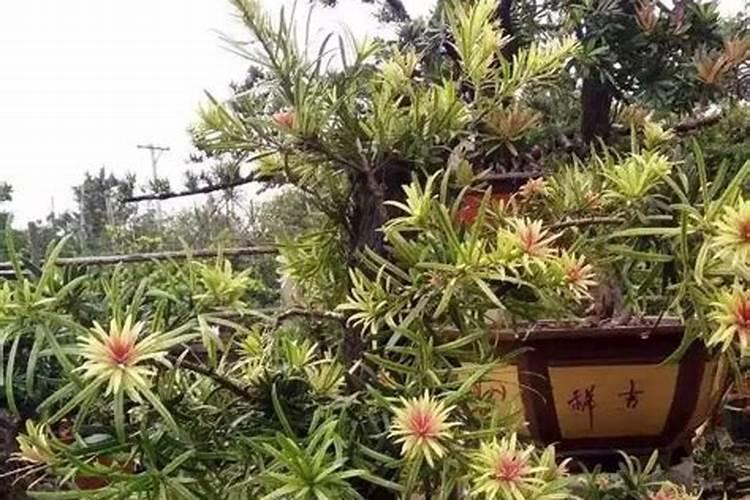日本罗汉松的养殖方法