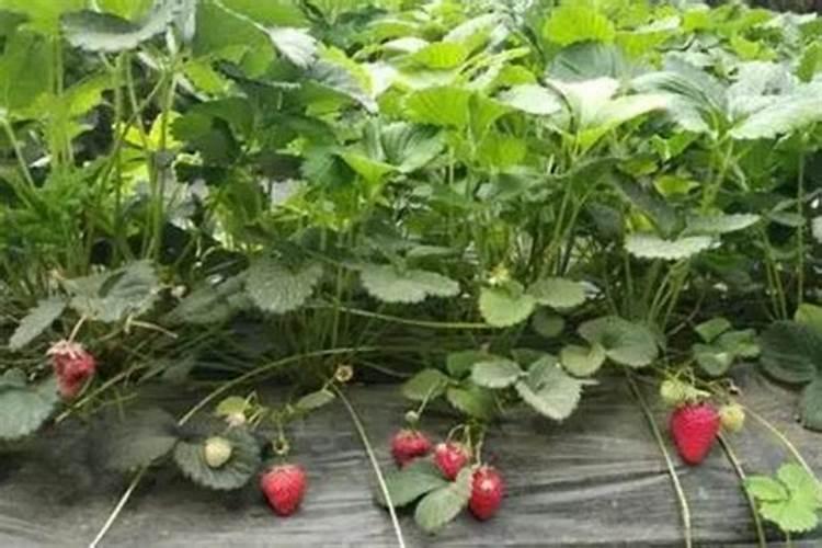 草莓移栽后多久施肥 草莓移栽后何时施肥