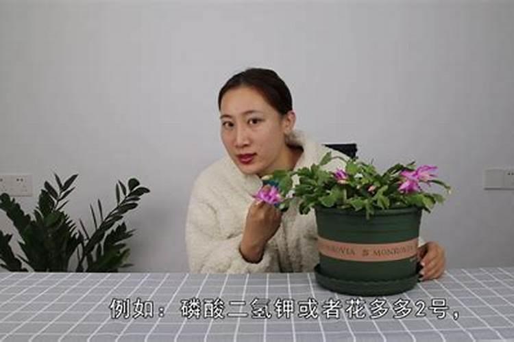 蟹爪兰冬天怎么浇水施肥
