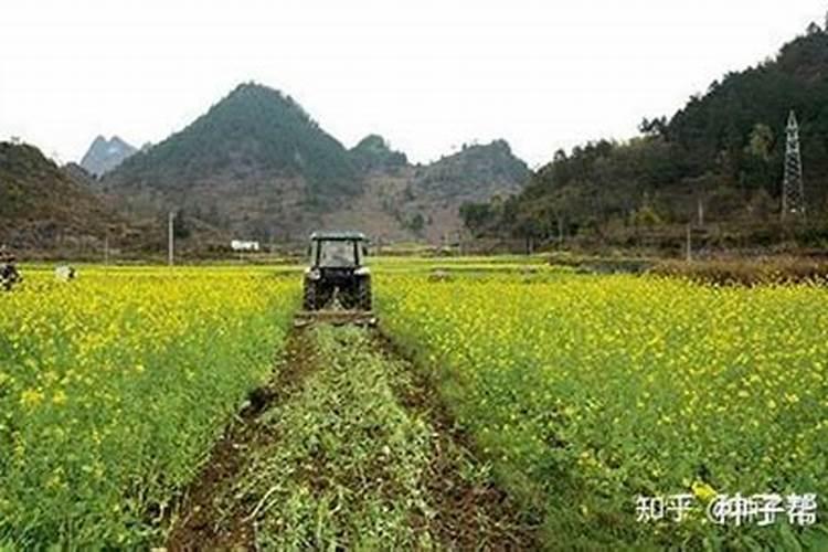 陕北种冬油菜和什么轮作最好？