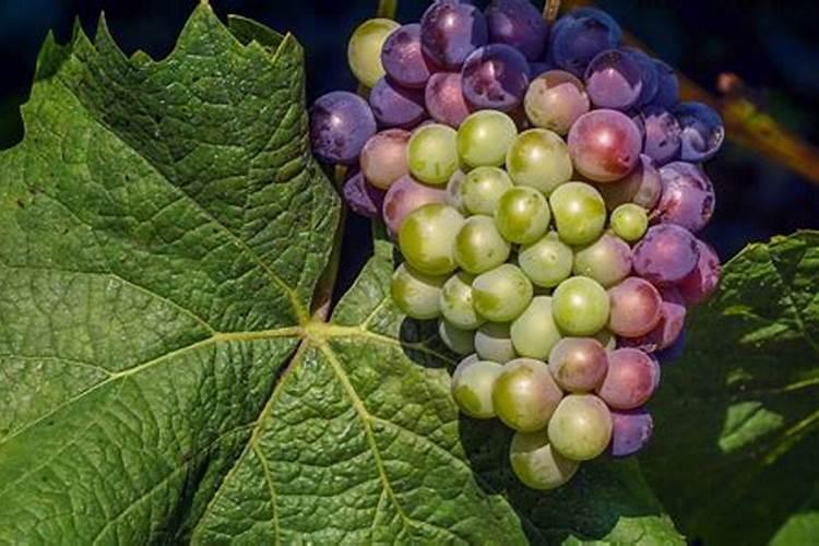 磷钾肥料的有哪些