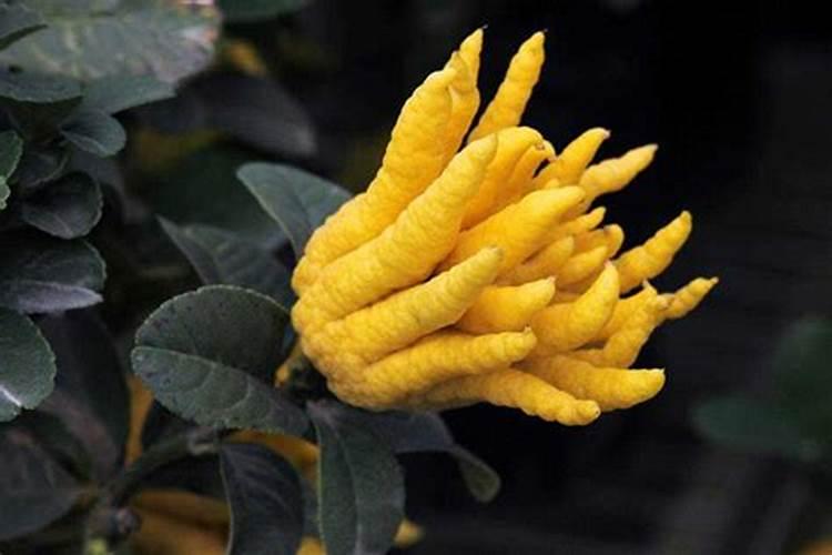 水溶肥化不开怎么办