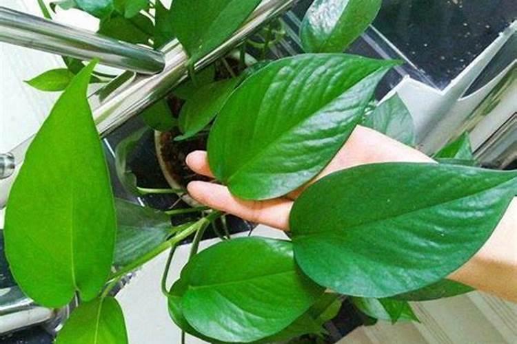 蝴蝶兰花瓣上可以喷水吗？