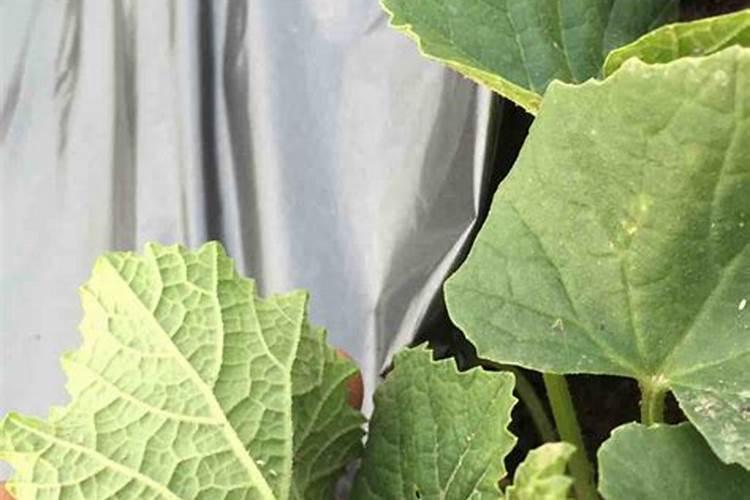 蝴蝶兰可以喷水在花朵上吗蝴蝶兰可以往花上喷水吗