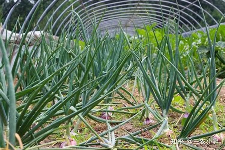 洋葱施什么肥最好