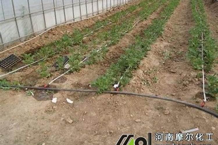 家庭养花——怎么施肥