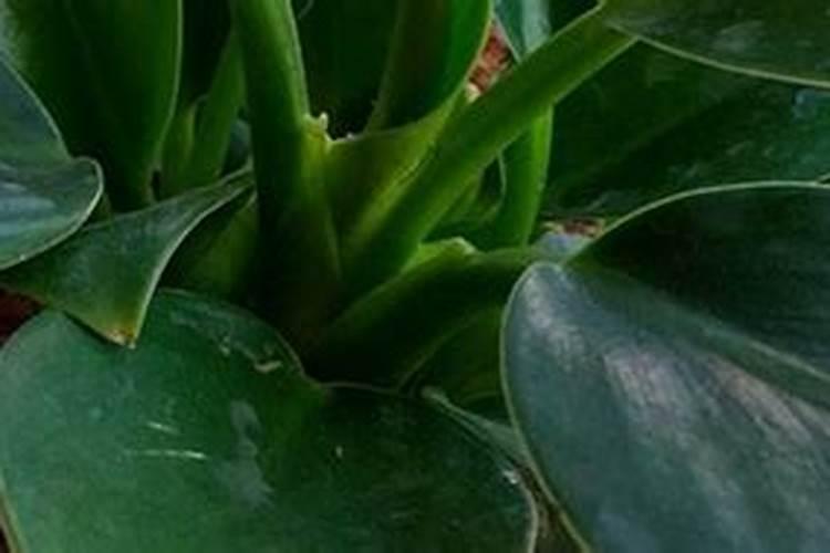 蛋白质对植物的影响