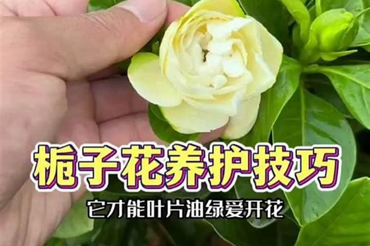 栀子花用什么肥料好？