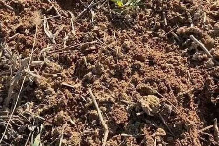 沙地种玉米用什么肥料