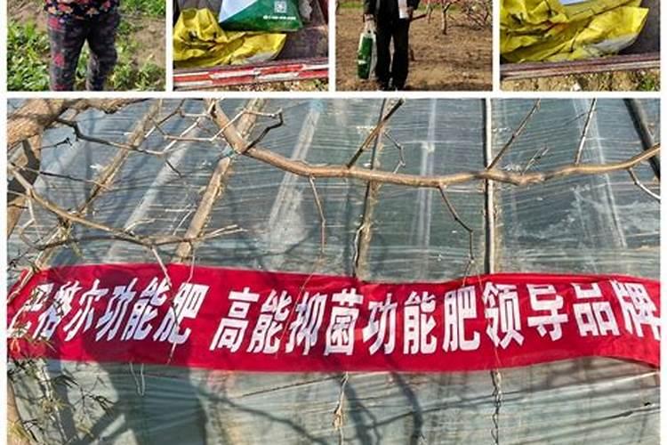 钾肥选择什么样的才能让植物长的更好？