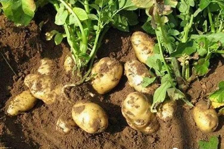 茶花冬季施肥过多应怎样处理