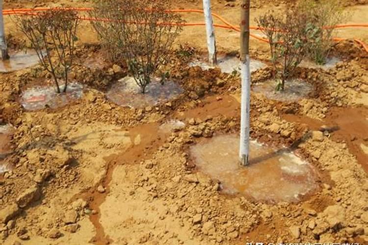 复合肥可以养花吗