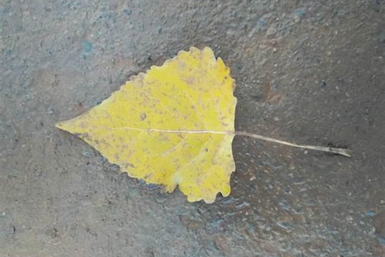 真正进口水溶肥品牌