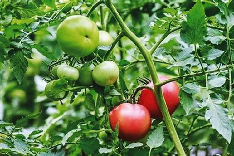 怀孕几个月查微量元素