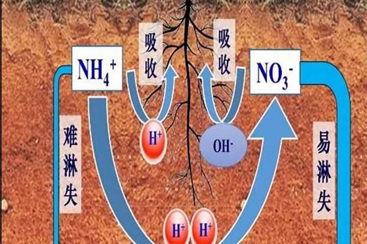 钾肥过量有什么危害科学施肥
