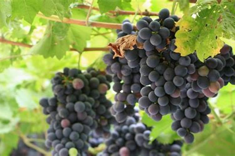 葡萄树打完磷酸二氢钾以后叶子发黄是怎么回事？