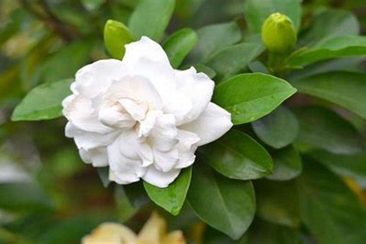 栀子花可以用复合肥吗