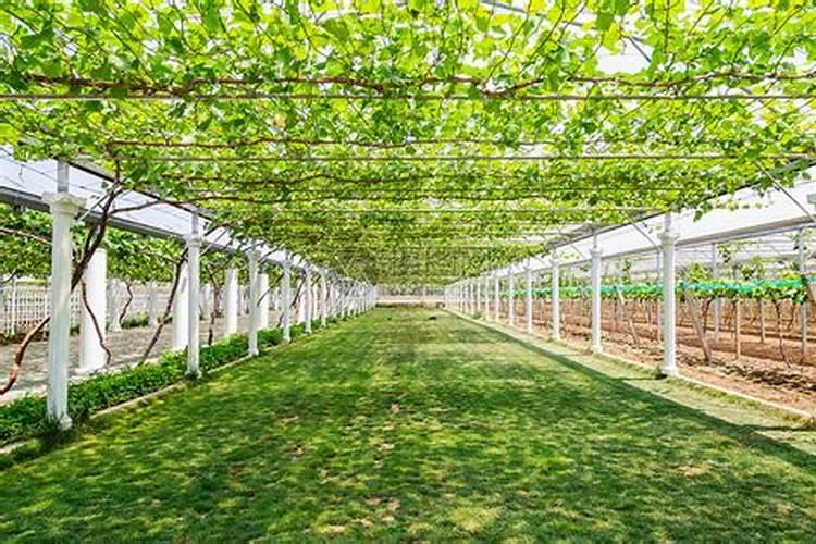 葡萄用什么水溶肥好？葡萄生长周期