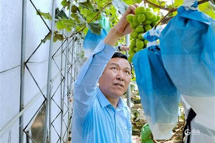 种植葡萄需要什么肥料 改善水果品质