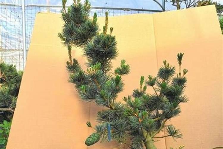 叶子枯萎了,有补救的方法吗？