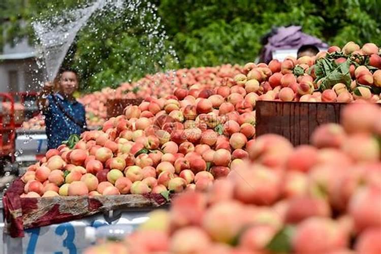 桃子什么时候是膨大期