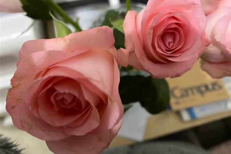 黄瓜怎么施肥才能高产,黄瓜施用肥料的常用方法