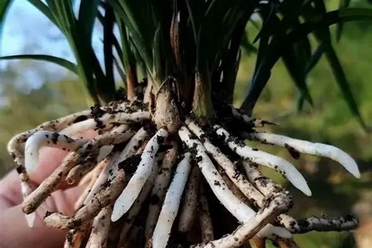 漯效王叶面肥果树的功效