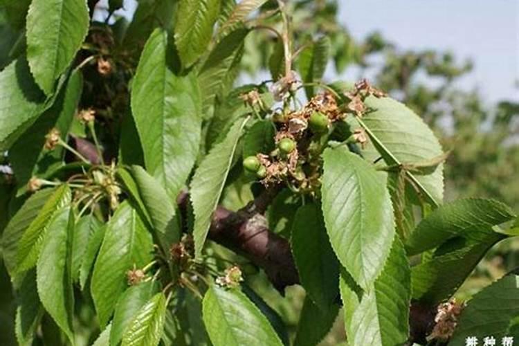 西瓜上什么肥料又大又甜