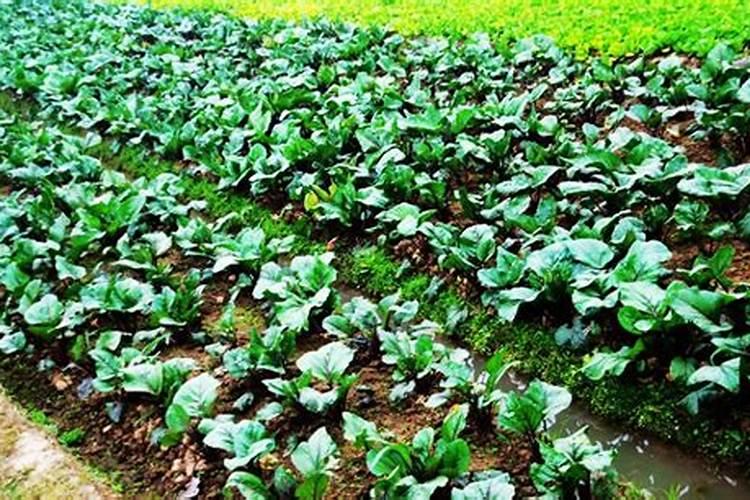 碧绿粗苔菜心栽培要点