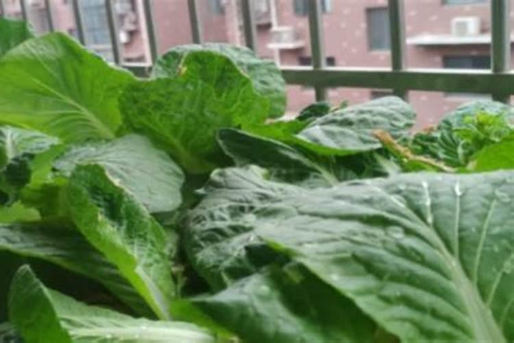 菜苔用什么肥料使其长粗