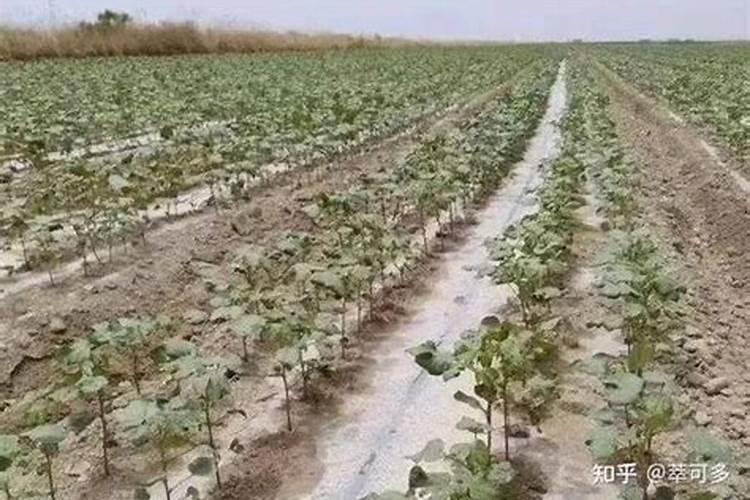 长寿豆怎么种植 长寿豆的种植方法