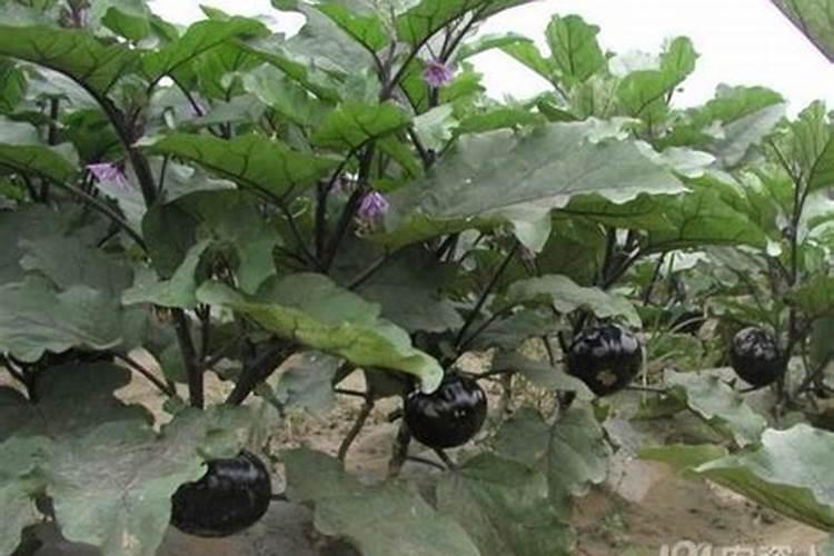 茄子苗用什么肥最好