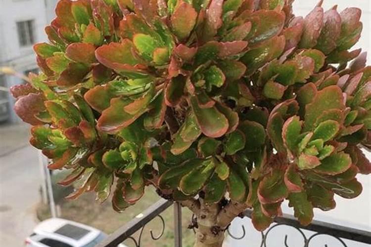 纯钾肥在柑桔上什么时间撒最合适