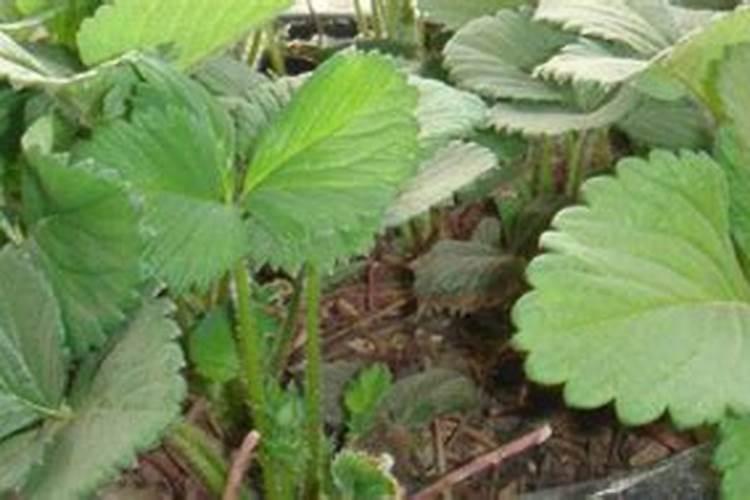 兰花叶面肥浓度过高,怎么办？