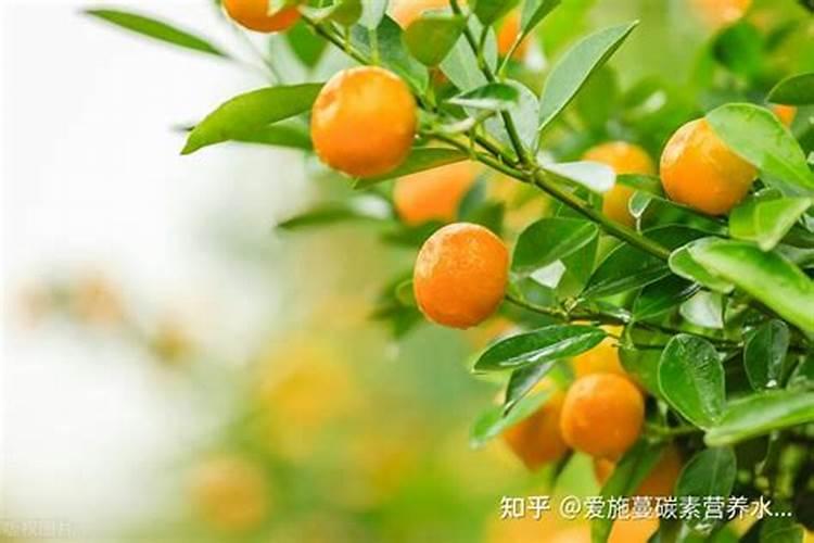 苋菜怎么洗摘 苋菜洗摘方法