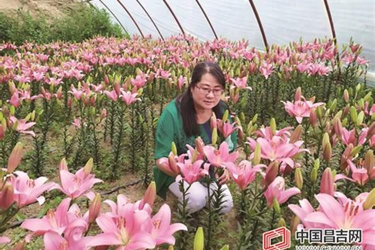 种青菜如何正确施肥