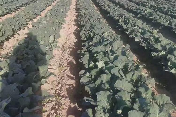 黄花菜正确施肥方法