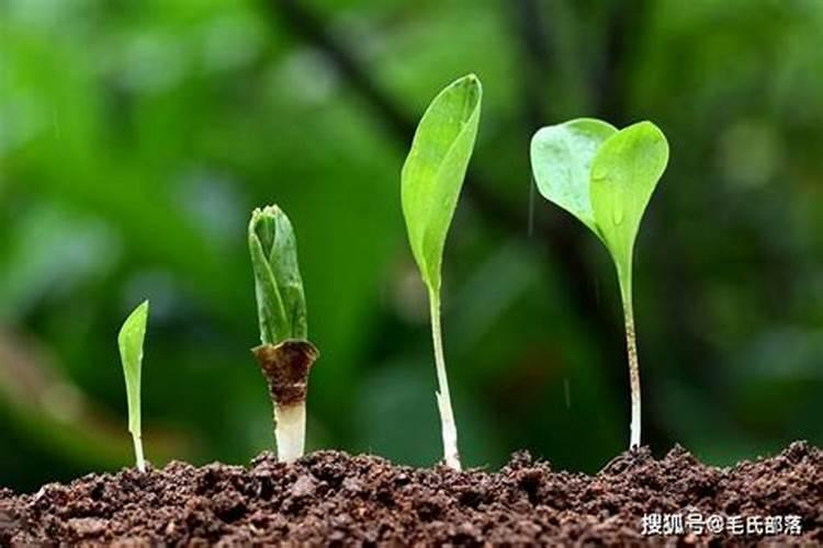 苋菜能打封闭除草剂吗？