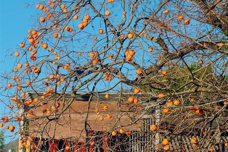 海藻精自制发酵方法