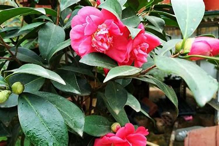 铵态氮适合什么植物吸收